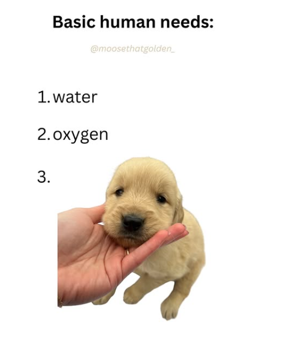 Basic human needs: @moosethatgolden_ 1. water 2. oxygen 3.