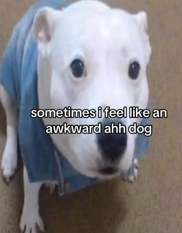 sometimes i feel like an awkward ahh dog