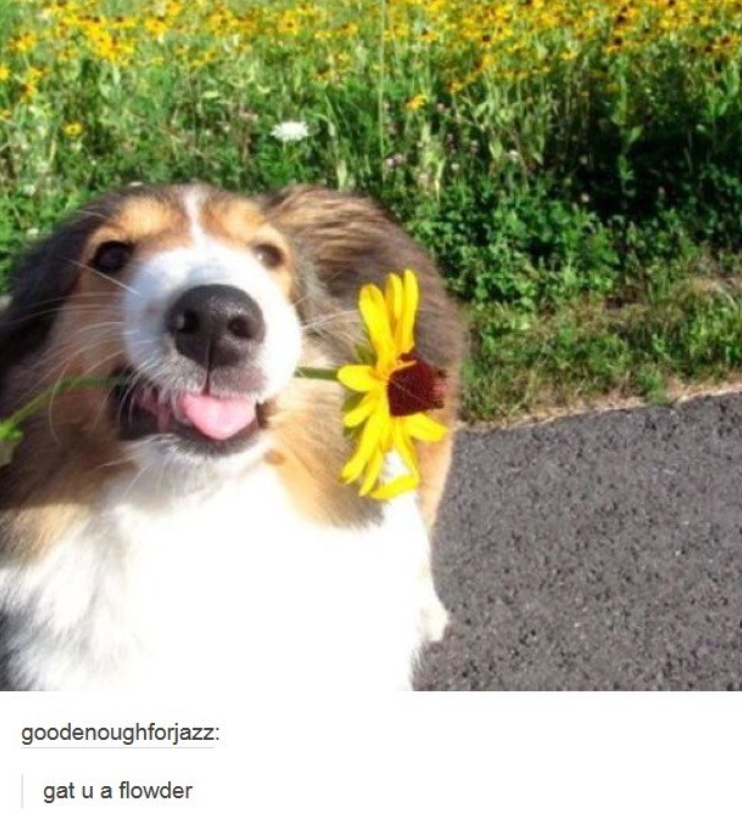 goodenoughforjazz: gat u a flowder