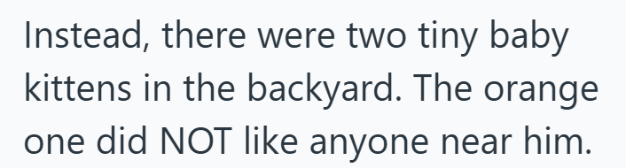 Instead, there were two tiny baby kittens in the backyard. The orange one did NOT like anyone near him.