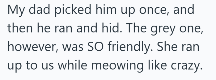 My dad picked him up once, and then he ran and hid. The grey one, however, was SO friendly. She ran up to us while meowing like crazy.