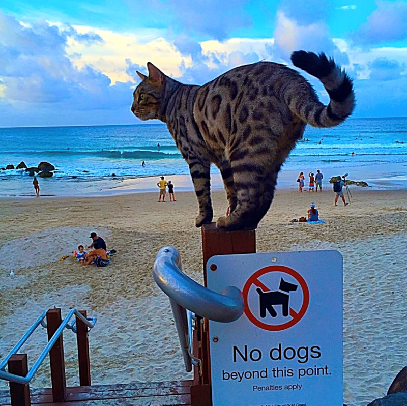 台灣 No dogs beyond this point. Penalties apply of Gold Coast