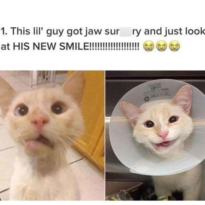 1. This lil' guy got jaw sur ry and just look at HIS NEW SMILE!!!!!!!!!!!!!!!!!!! 1000 AELOUQ