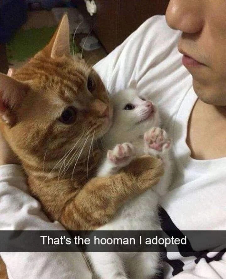 That's the hooman I adopted