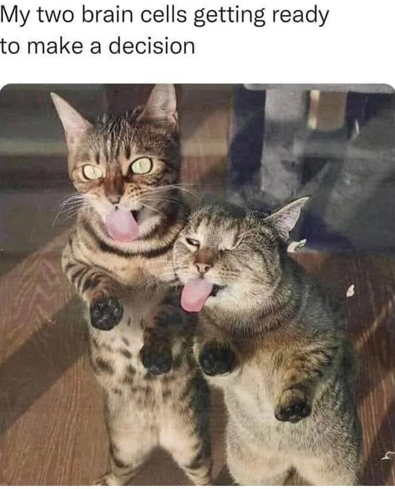 My two brain cells getting ready to make a decision