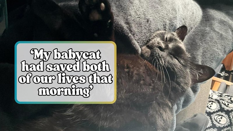 My babycat had saved both of our lives that morning'