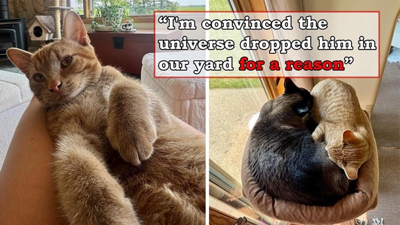 "I'm convinced the universe dropped him in our yard for a reason? ထ