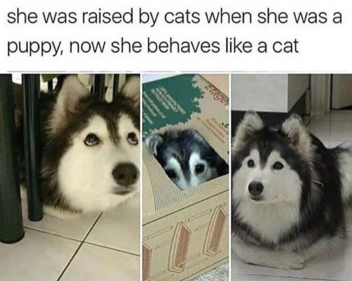 she was raised by cats when she was a puppy, now she behaves like a cat Elage