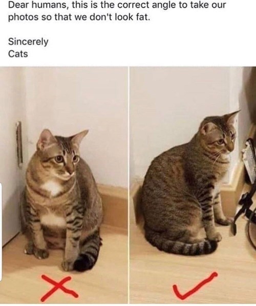 Dear humans, this is the correct angle to take our photos so that we don't look fat. Sincerely Cats