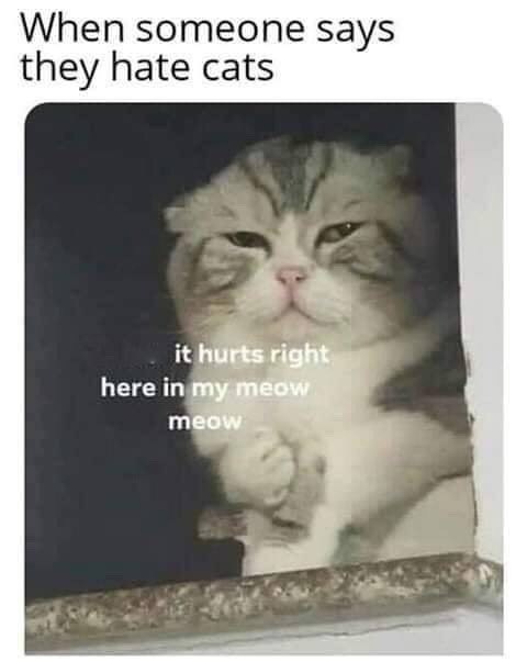 When someone says they hate cats it hurts right here in my meow meow