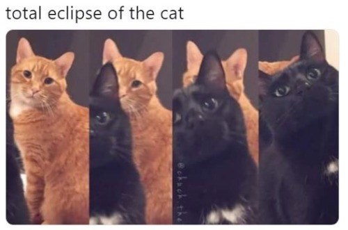 total eclipse of the cat @chuck the