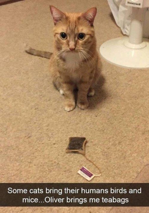 Honeywell Some cats bring their humans birds and mice...Oliver brings me teabags