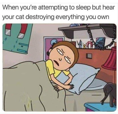 When you're attempting to sleep but hear your cat destroying everything you own