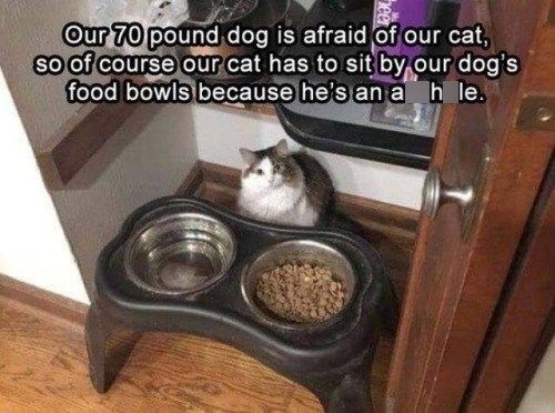 Our 70 pound dog is afraid of our cat, so of course our cat has to sit by our dog's food bowls because he's an ah le.
