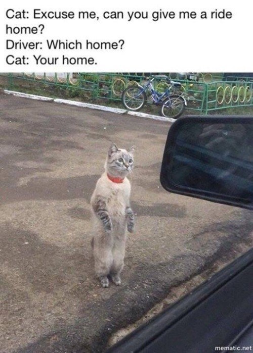 Cat: Excuse me, can you give me a ride home? Driver: Which home? Cat: Your home. mematic.net