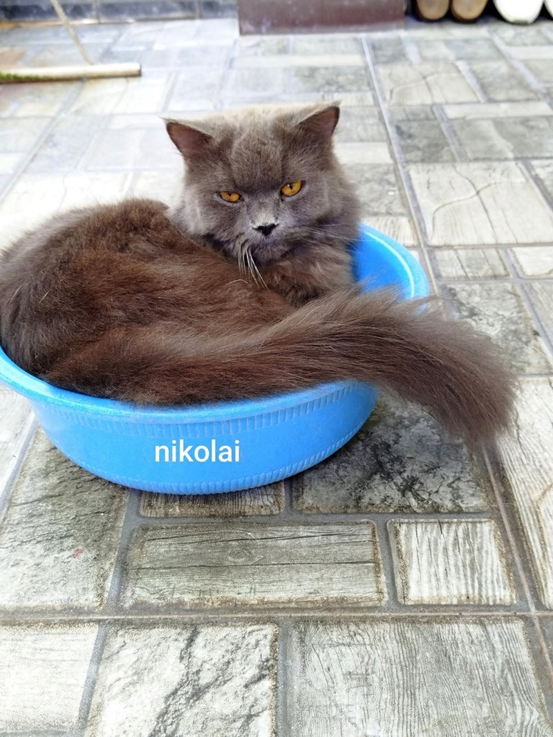 nikolai