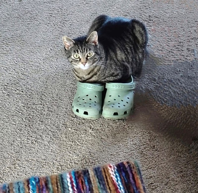 crocs crocs