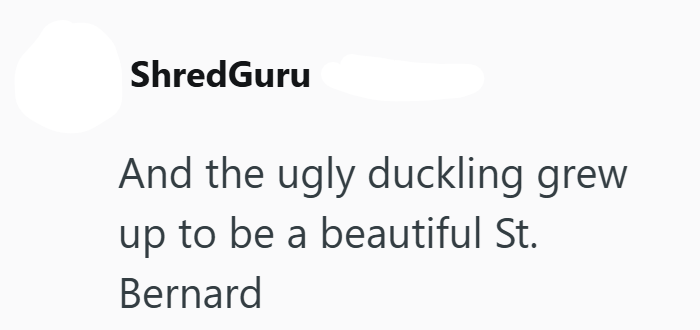 ShredGuru And the ugly duckling grew up to be a beautiful St. Bernard