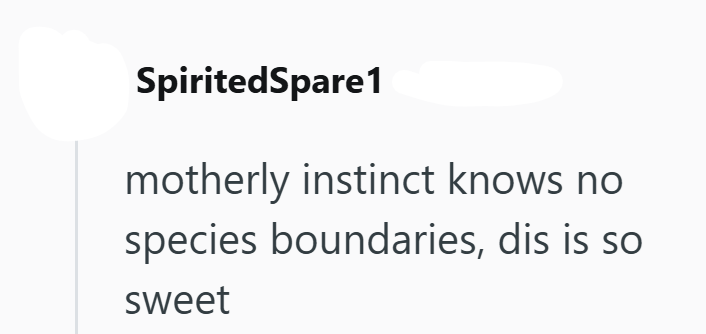 SpiritedSpare1 motherly instinct knows no species boundaries, dis is so sweet