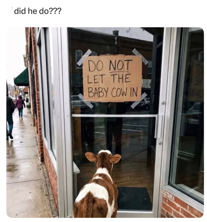 did he do??? DO NOT LET THE BABY COW IN