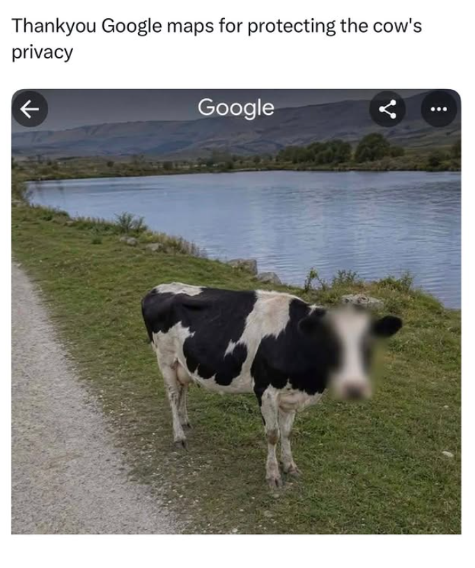 Thankyou Google maps for protecting the cow's privacy ← Google