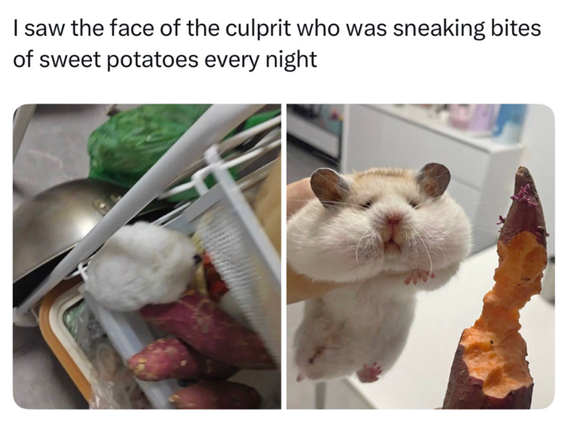 I saw the face of the culprit who was sneaking bites of sweet potatoes every night