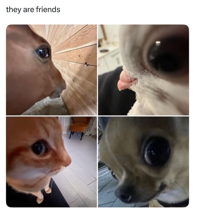 they are friends