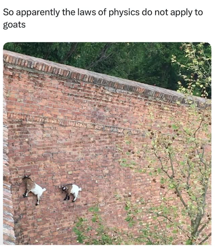 So apparently the laws of physics do not apply to goats