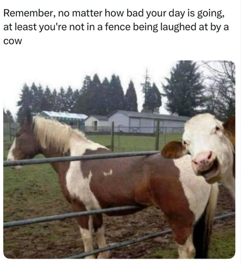 Remember, no matter how bad your day is going, at least you're not in a fence being laughed at by a COW