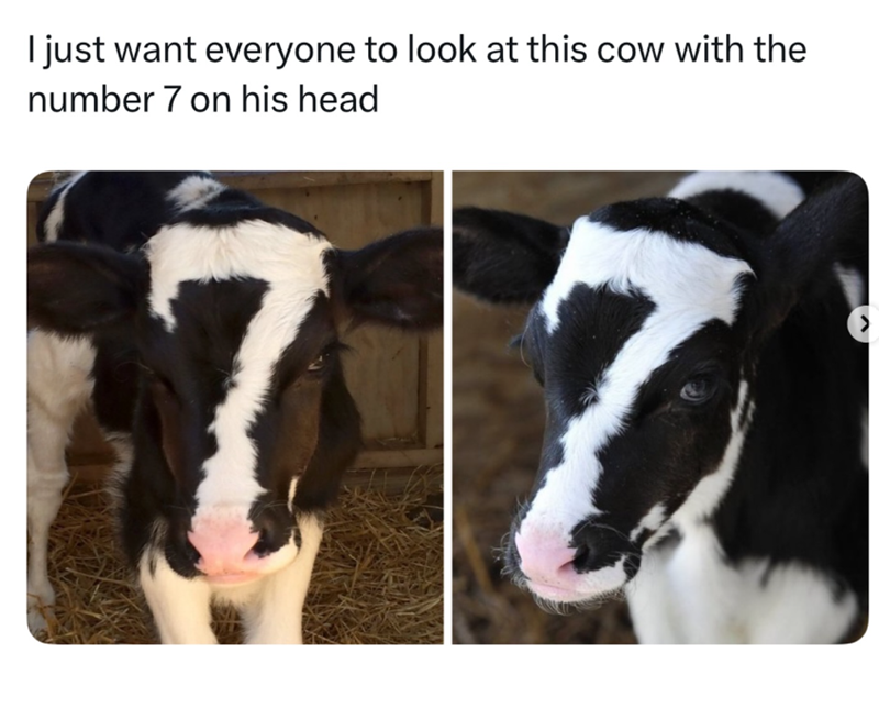 I just want everyone to look at this cow with the number 7 on his head 77