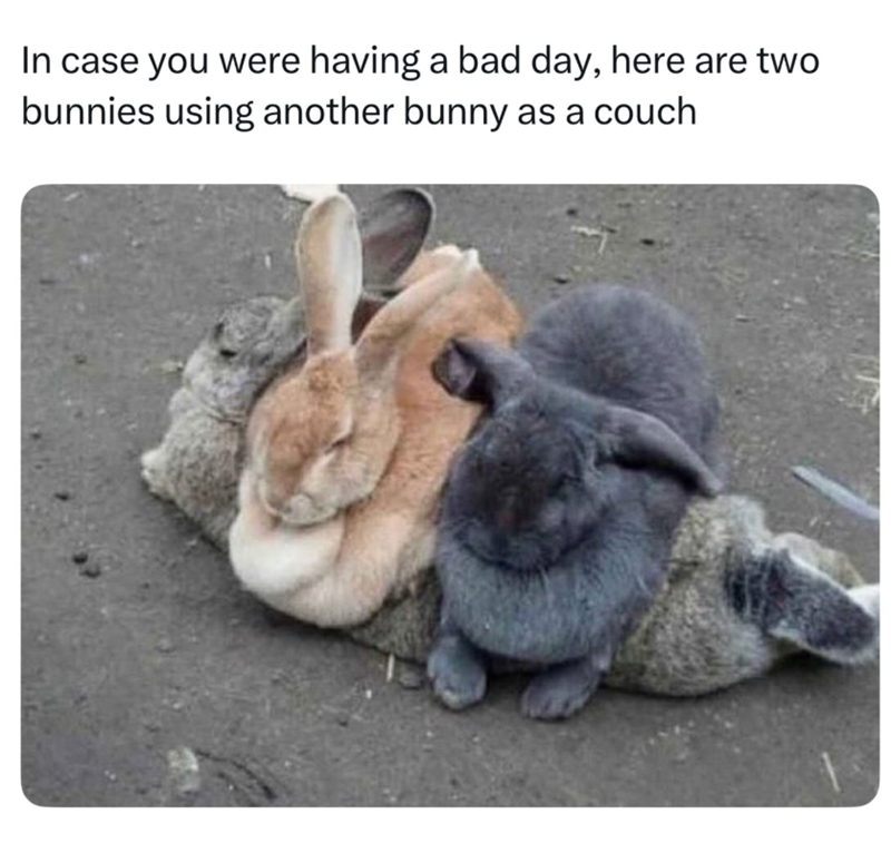 In case you were having a bad day, here are two bunnies using another bunny as a couch