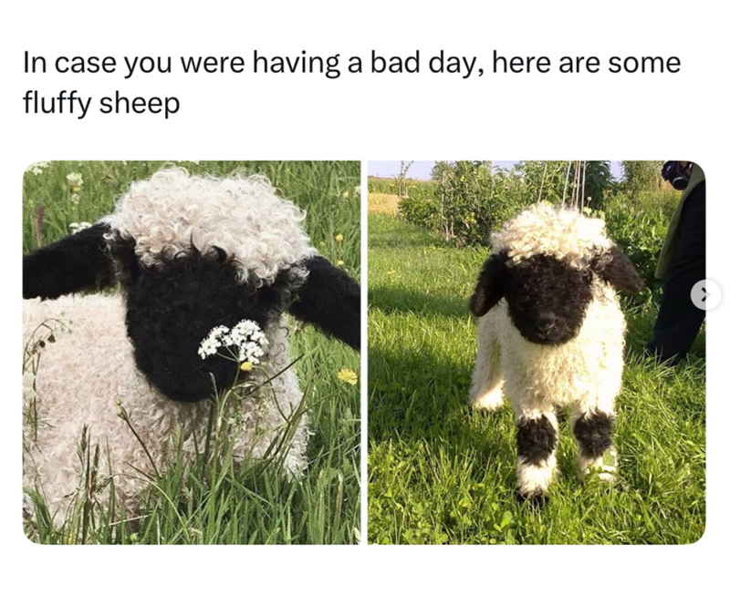 In case you were having a bad day, here are some fluffy sheep