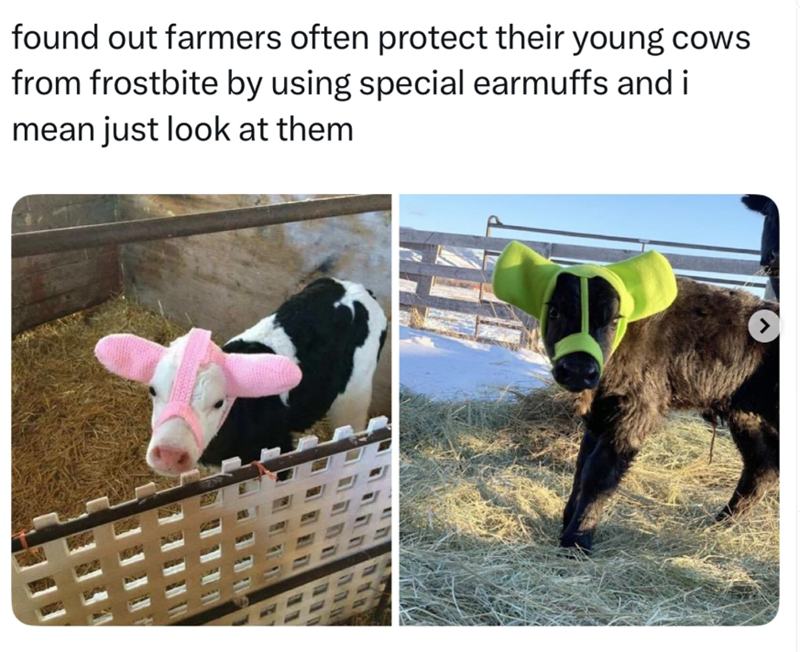 found out farmers often protect their young cows from frostbite by using special earmuffs and i mean just look at them >