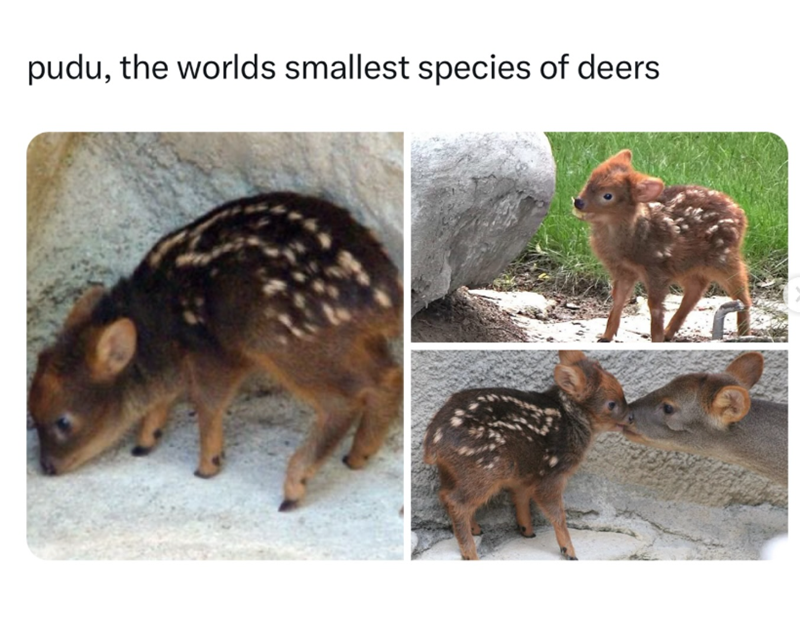 7 pudu, the worlds smallest species of deers