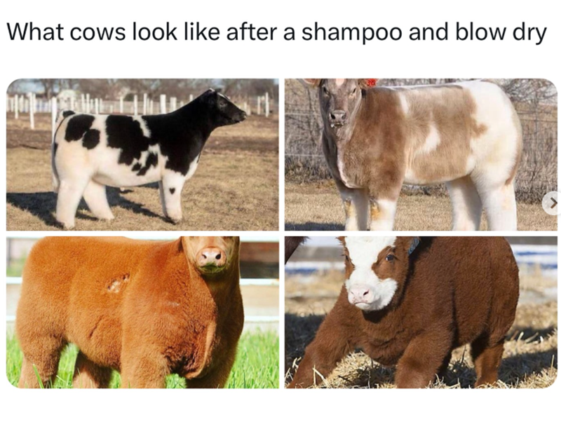 What cows look like after a shampoo and blow dry