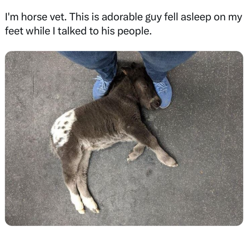 I'm horse vet. This is adorable guy fell asleep on my feet while I talked to his people.