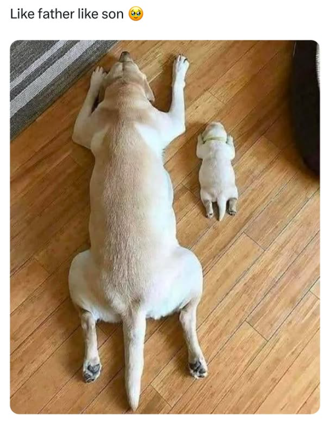 Like father like son