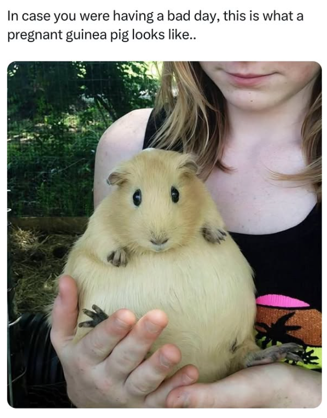 In case you were having a bad day, this is what a pregnant guinea pig looks like..