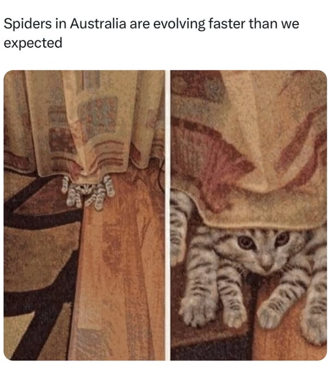 Spiders in Australia are evolving faster than we expected LUD