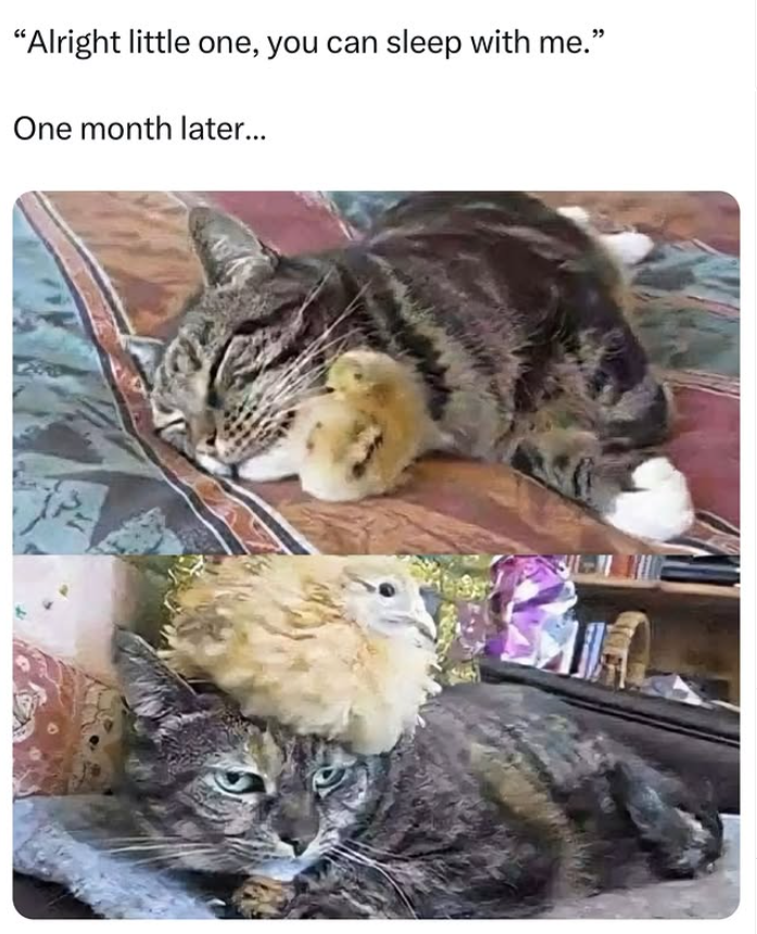 "Alright little one, you can sleep with me." One month later...