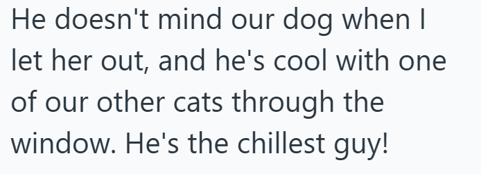 He doesn't mind our dog when I let her out, and he's cool with one of our other cats through the window. He's the chillest guy!