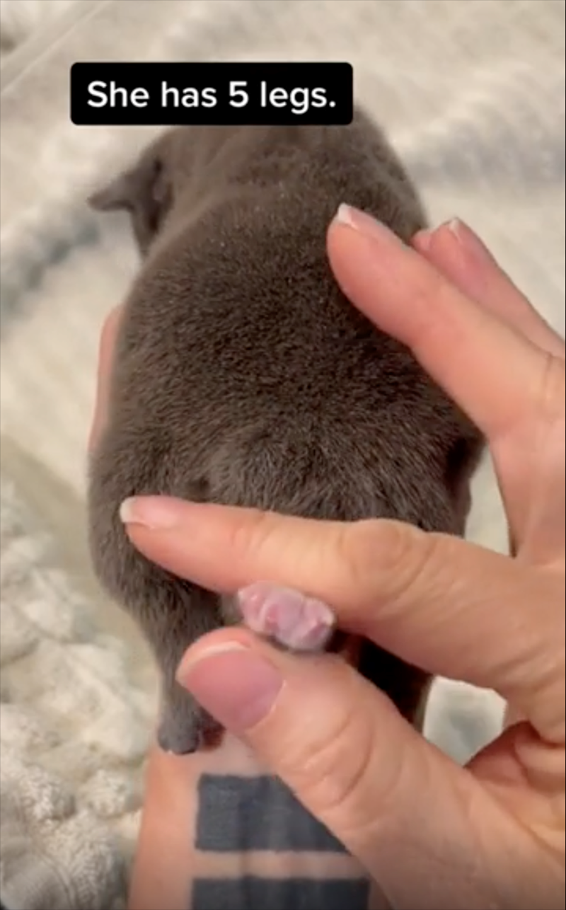 She has 5 legs.