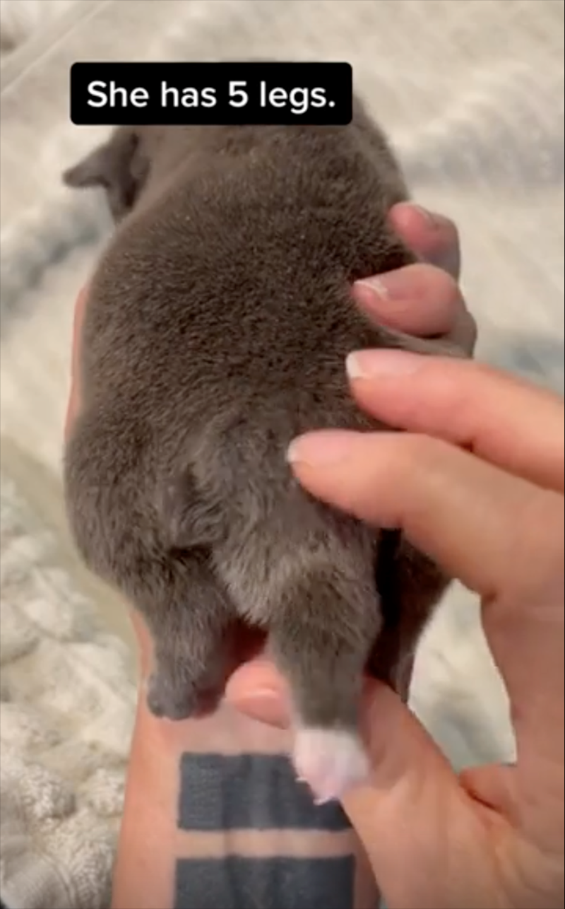 She has 5 legs.