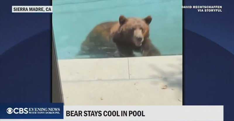 SIERRA MADRE, CA OCBS WITH TONY DOKOUPIL EVENING NEWS BEAR STAYS COOL IN POOL DAVID RECHTSCHAFFEN VIA STORYFUL