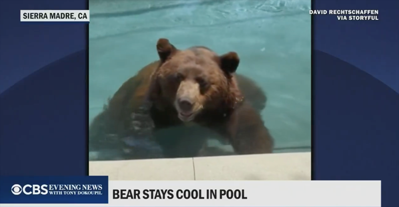 SIERRA MADRE, CA DAVID RECHTSCHAFFEN VIA STORYFUL OCBS WITH TONY DOKOUPIL EVENING NEWS BEAR STAYS COOL IN POOL