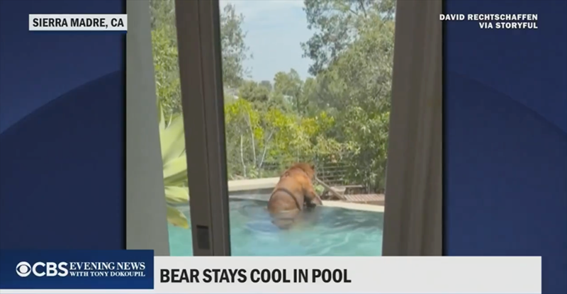 SIERRA MADRE, CA OCBS WITH TONY DOKOUPIL EVENING NEWS BEAR STAYS COOL IN POOL DAVID RECHTSCHAFFEN VIA STORYFUL