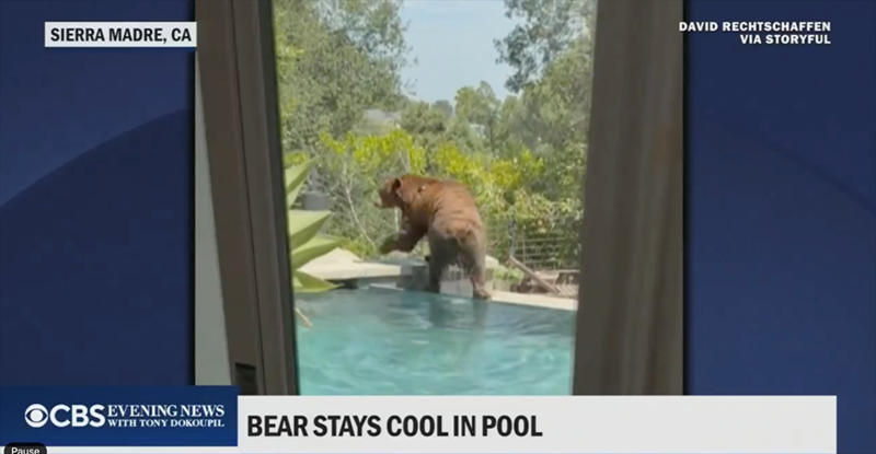 SIERRA MADRE, CA DAVID RECHTSCHAFFEN VIA STORYFUL OCBS WITH TONY DOKOUPIL EVENING NEWS Pause BEAR STAYS COOL IN POOL