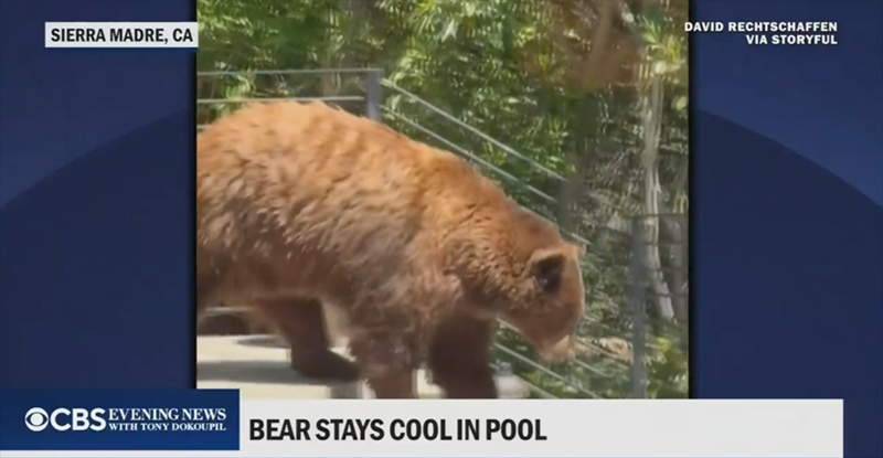 SIERRA MADRE, CA OCBS WITH TONY DOKOUPIL EVENING NEWS BEAR STAYS COOL IN POOL DAVID RECHTSCHAFFEN VIA STORYFUL