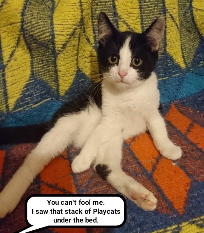 You can't fool me. I saw that stack of Playcats under the bed.