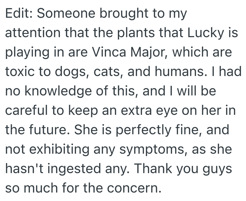 Edit: Someone brought to my attention that the plants that Lucky is playing in are Vinca Major, which are toxic to dogs, cats, and humans. I had no knowledge of this, and I will be careful to keep an extra eye on her in the future. She is perfectly fine, and not exhibiting any symptoms, as she hasn't ingested any. Thank you guys so much for the concern.